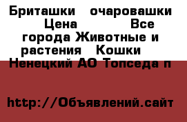 Бриташки - очаровашки.  › Цена ­ 3 000 - Все города Животные и растения » Кошки   . Ненецкий АО,Топседа п.